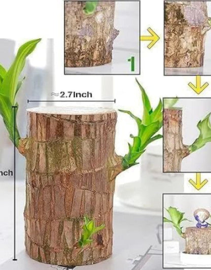 Green Lucky Brazil Wood Plant ( Pack Of 1 )